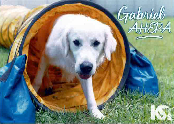 Gabriel AHEPA, Power District 4, Service Dog for Warriors