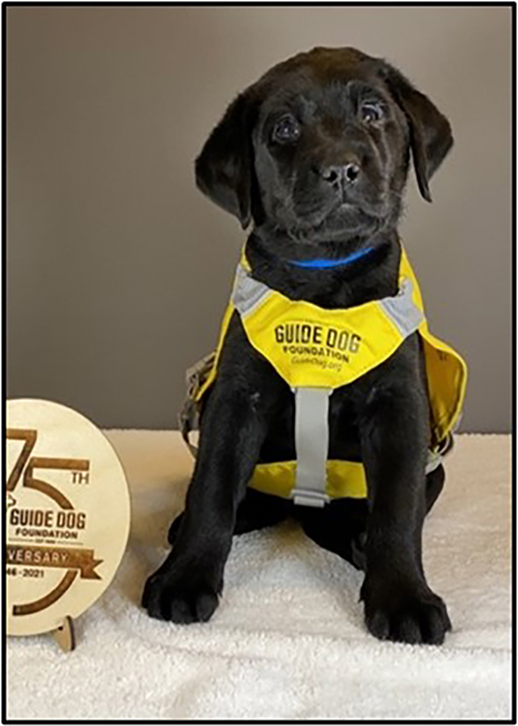 Argos AHEPA, AHEPA Service Dogs for Warriors