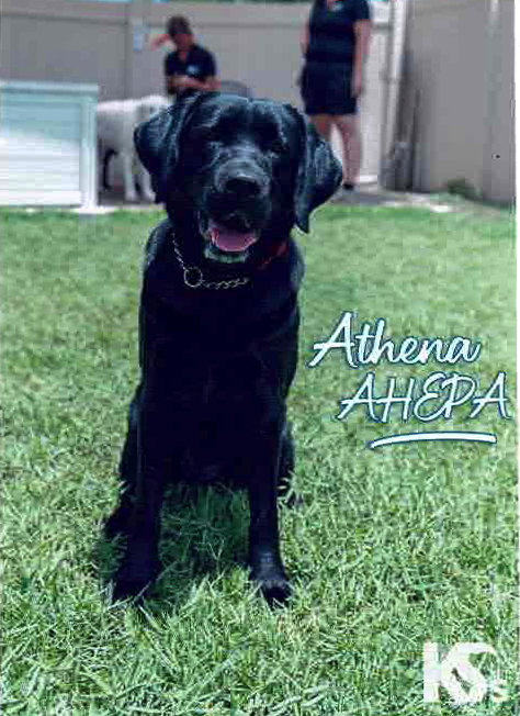 Athena AHEPA, AHEPA Service Dog