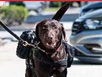 AHEPA Service Dogs For Warriors