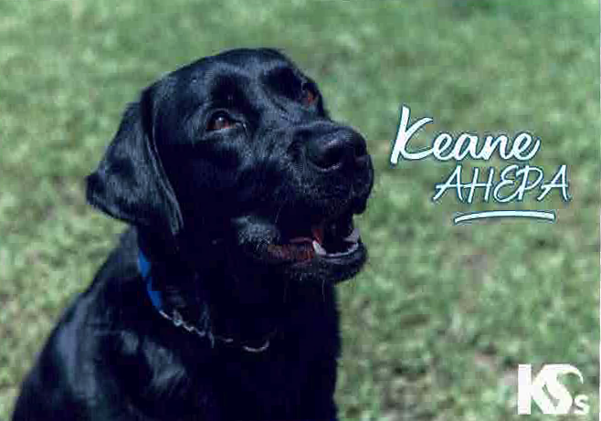 KEANE AHEPA, AHEPA Service Dog